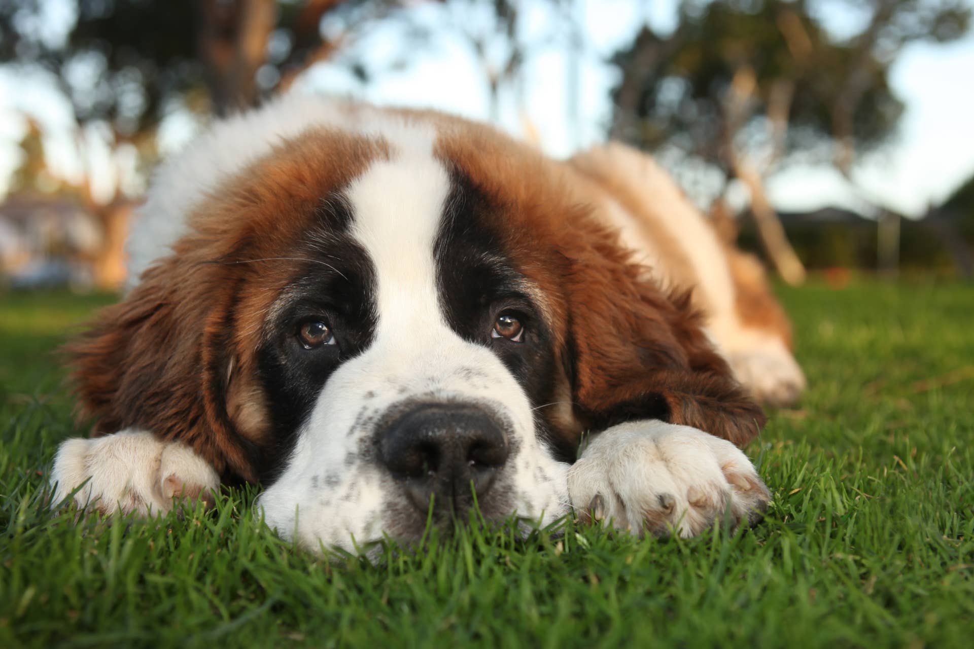 This Giant Saint Bernard's Dramatic Refusal to Go in His Kennel Has the Internet Laughing