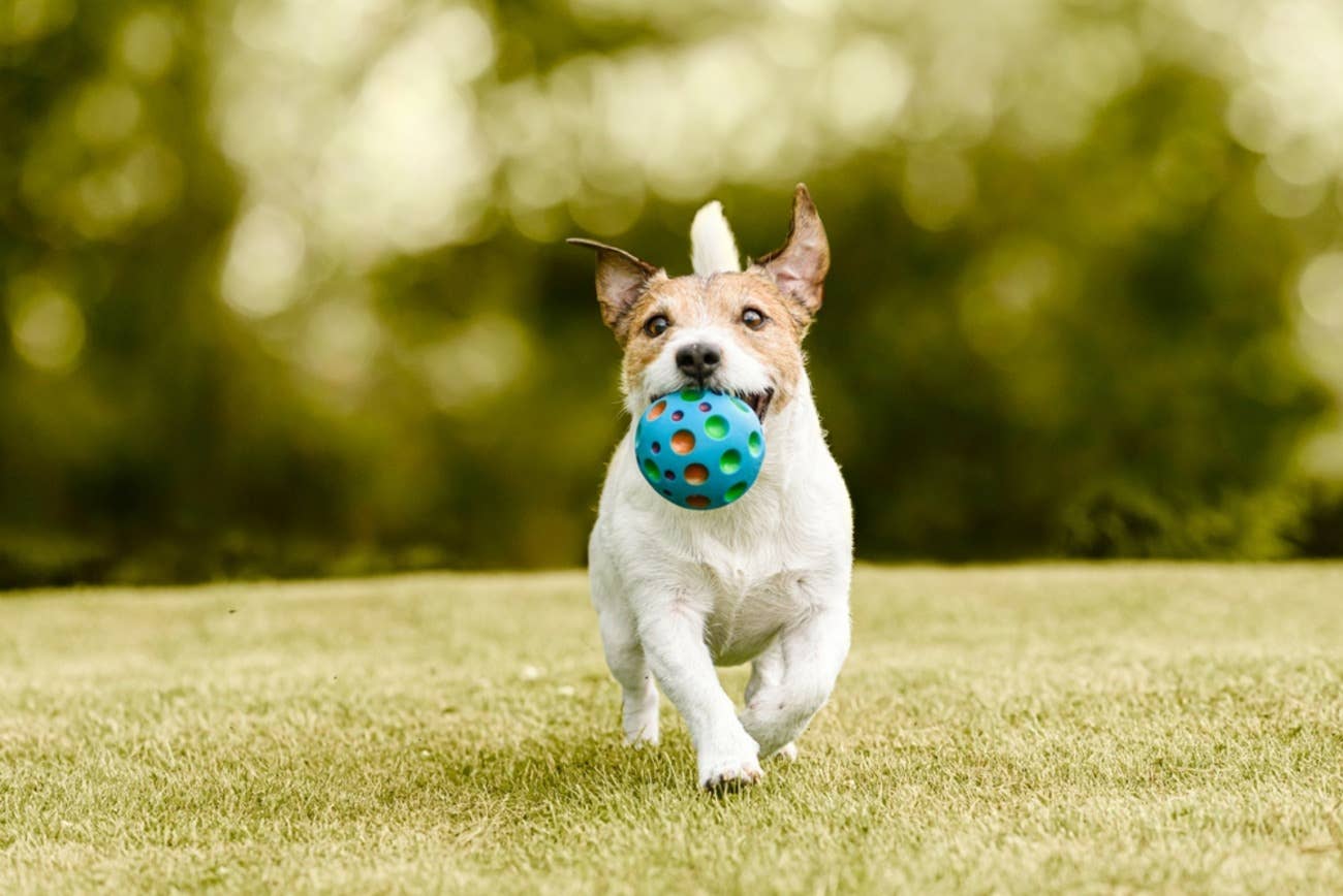 Viewers Are Amazed by How Well This Blind Dog Plays Fetch