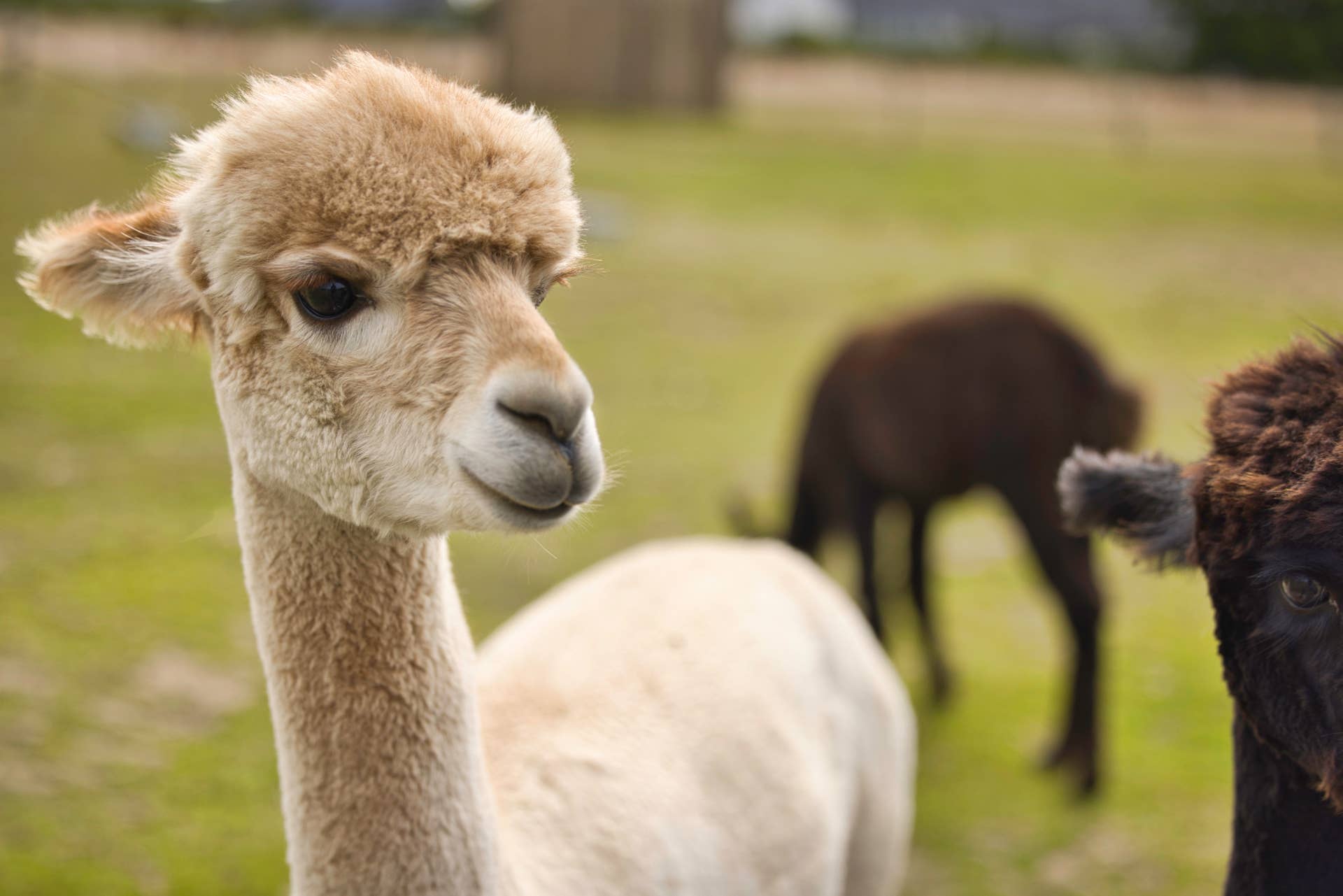 A Group of Alpacas Can’t Figure Out Their New Water Toy—and It’s Hilarious