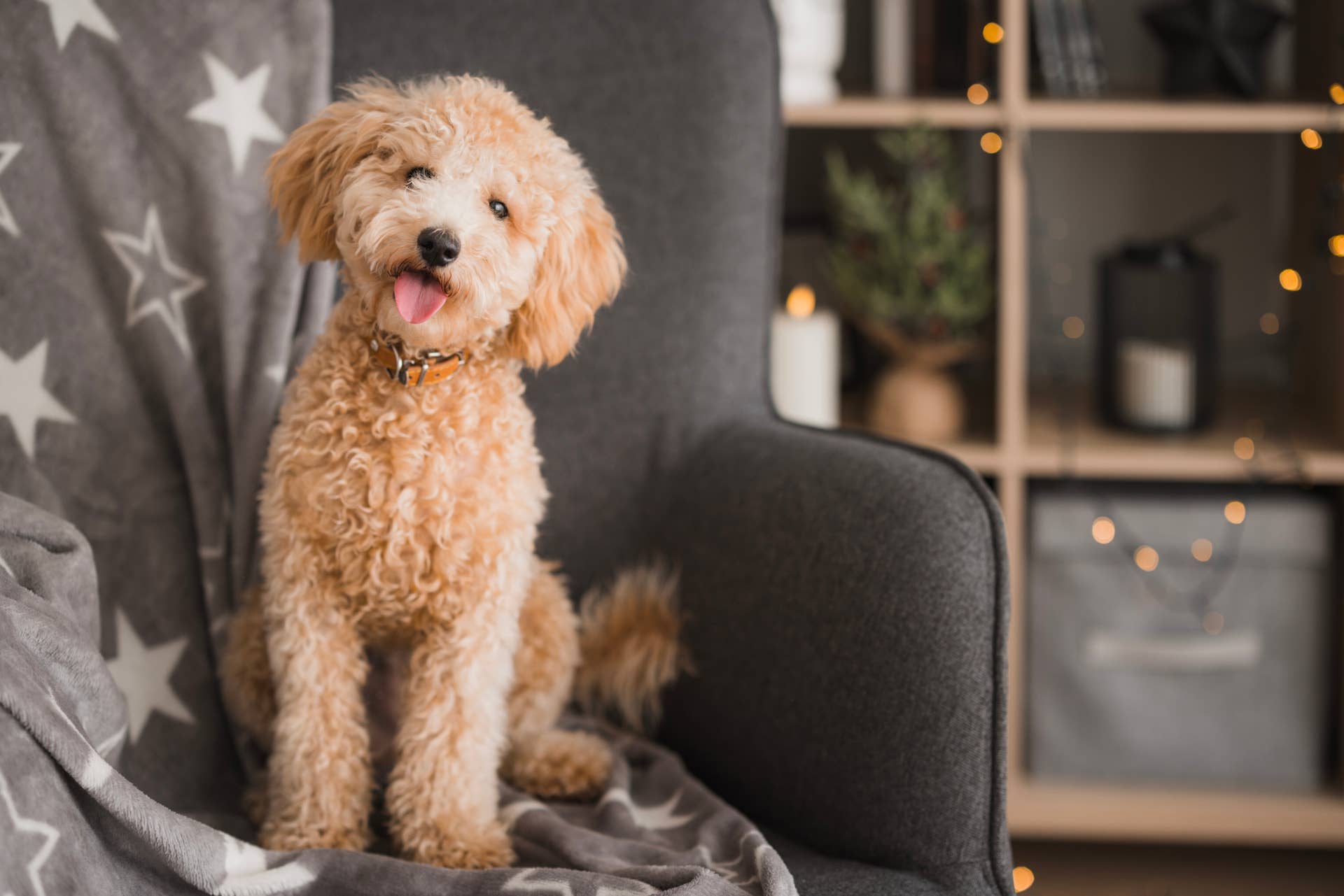 Poodle Gets Called 'The Sweetest Boy in the Whole Wide World,' and