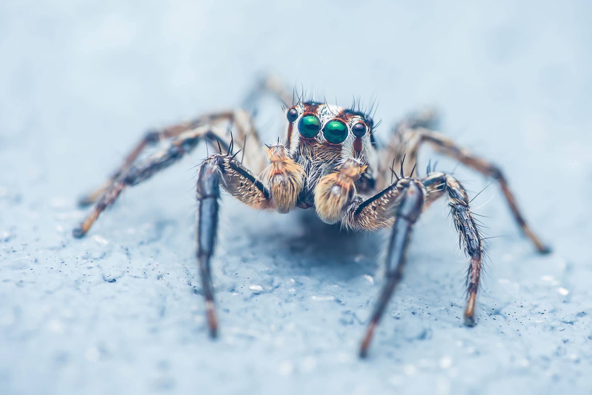 A friendly jumping spider at the beach.