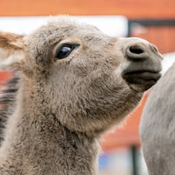 This Baby Donkey Thinks He’s a Parkour Pro—and It’s Hilarious