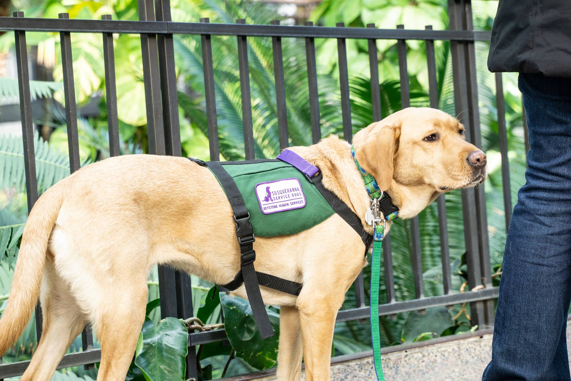 Working Labrdor Labrador Retrievers: Cute Moments, Funny Clips & Highlights - PetHelpful