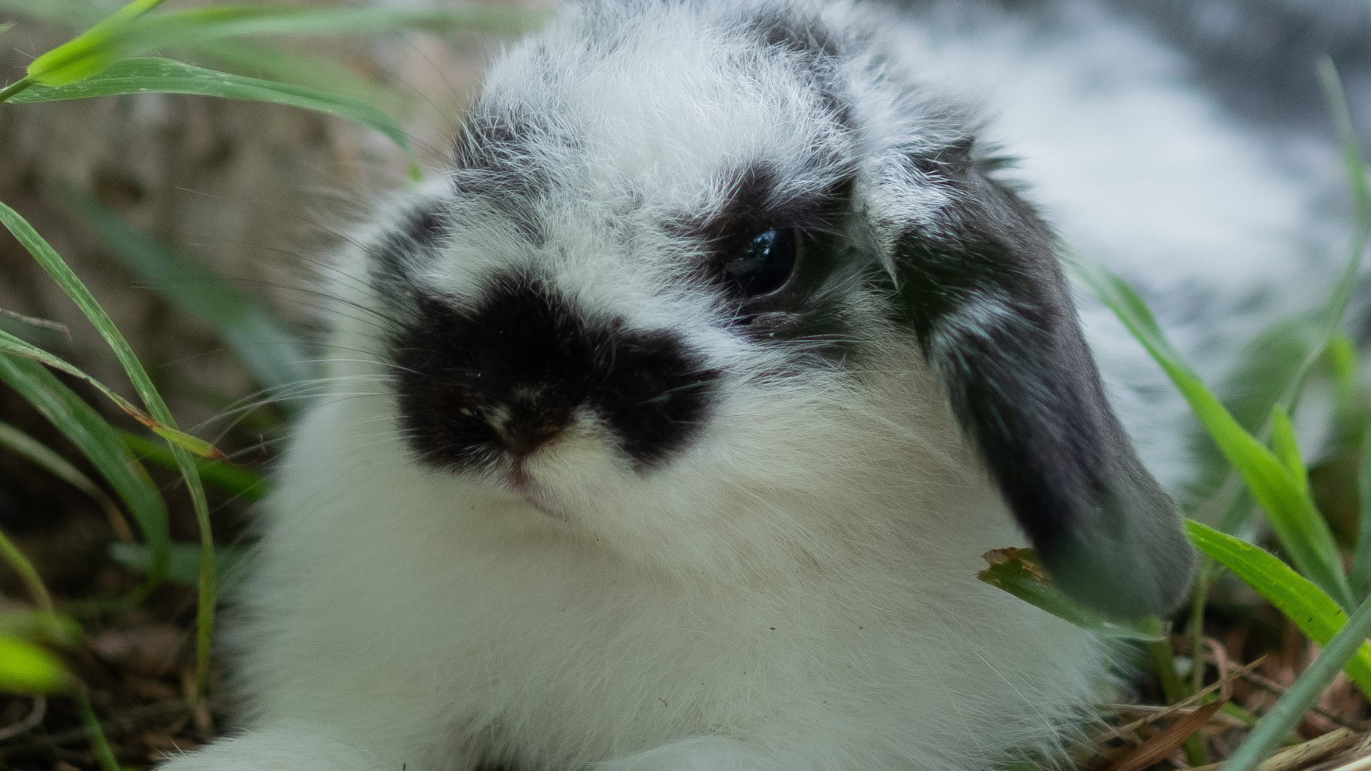 Bunny's Precious Bedtime Routine Is Almost Too Cute to Handle - PetHelpful
