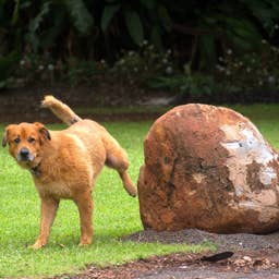 How To Stop Dogs From Peeing On Your Lawn, According to an Expert
