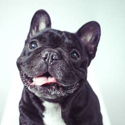 Why Does My French Bulldog Snore and Struggle To Breathe?