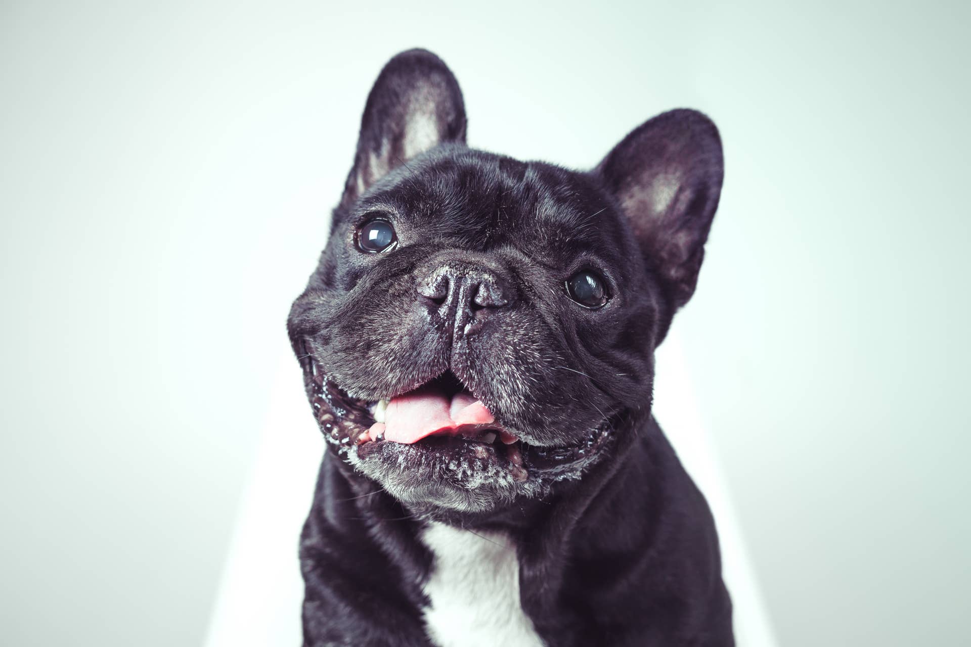 French Bulldog's Escalator Antics Have Viewers Worried About His Safety