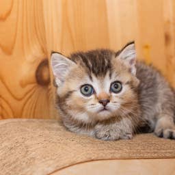 Sweet Munchkin Kitty Is So Tiny, He's Basically a Legit 'Kitten Nugget'