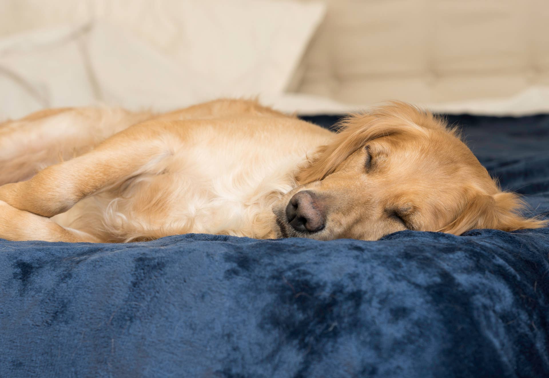 Golden Retriever Finally Gets To Sleep Next to His Toddler Bestie, and His Joy Says It All