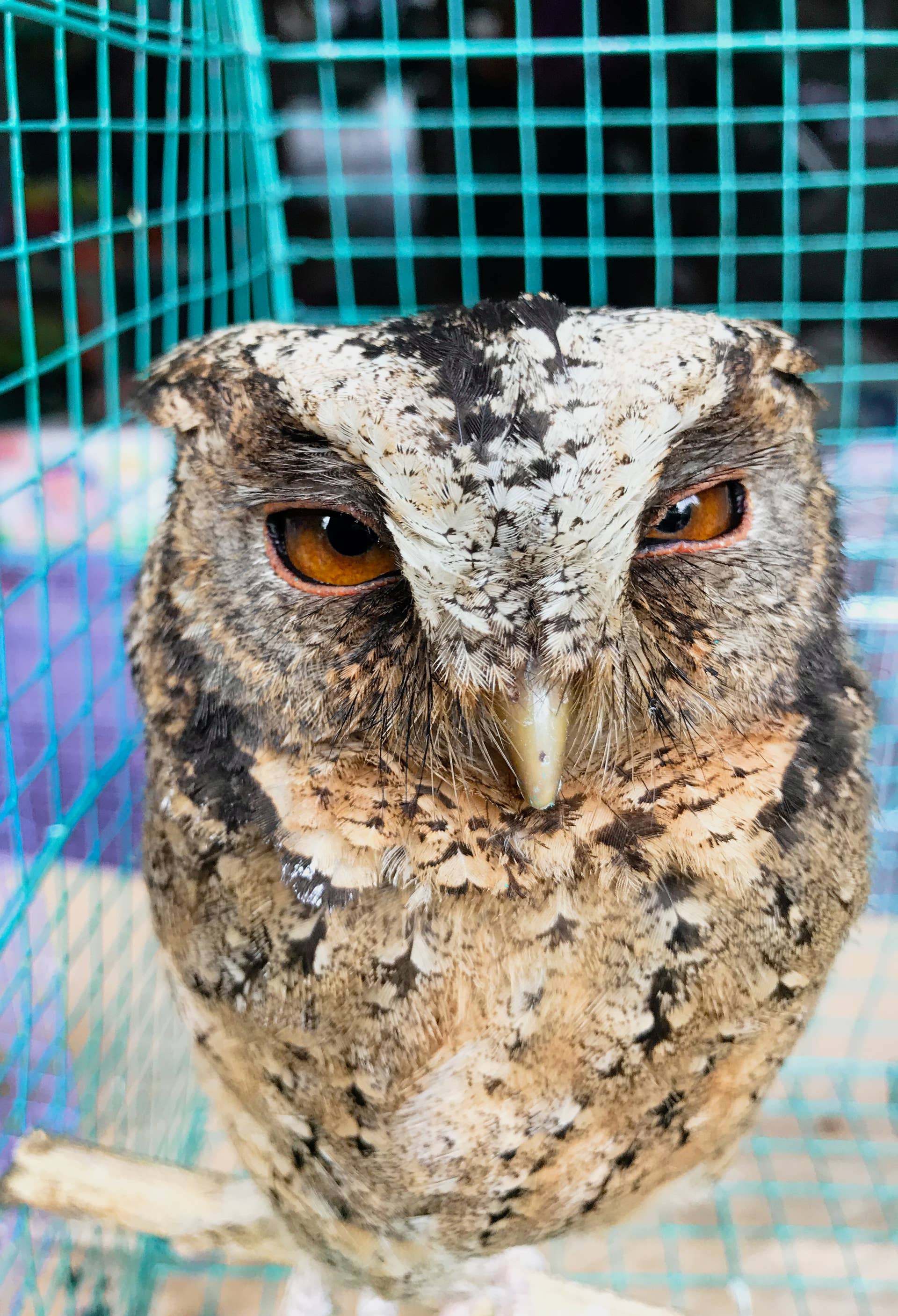 Tired Owl Falling Asleep During Breakfast Is All of Us on a Monday Morning