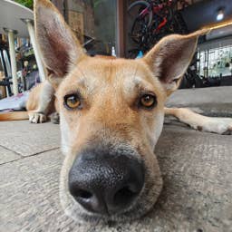 Experts Say This Is the Phrase That Calms Dogs the Fastest