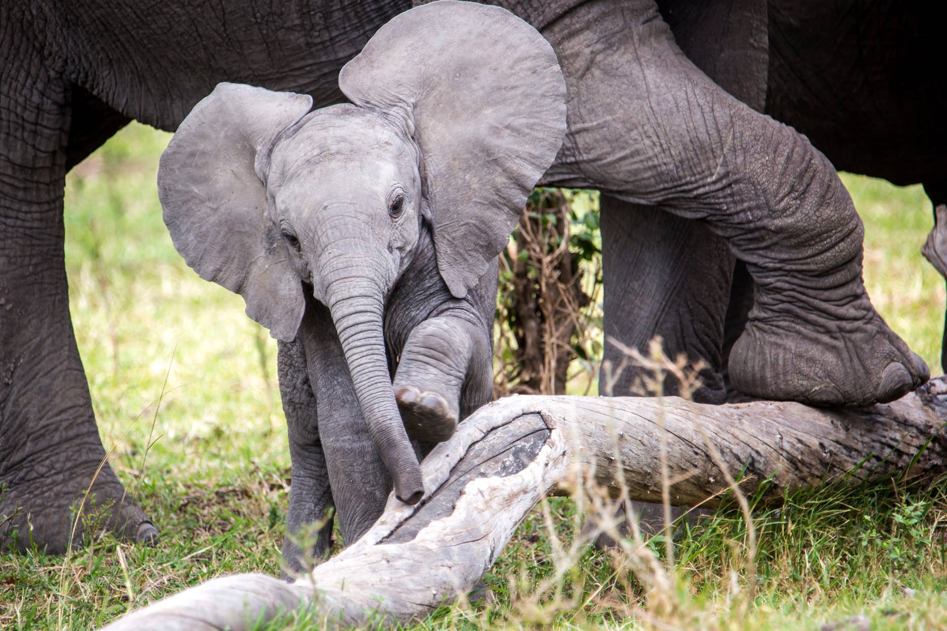 Baby Elephant Spots Visitor And Can t Wait To Greet Her PetHelpful baby-elephant-spots-visitor-and-can-t-wait-to-greet-her-pethelpful