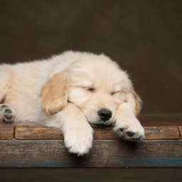 Golden Retriever Puppies Are Completely Zonked After a Hard Day of Play—and the Aftermath Is Too Cute