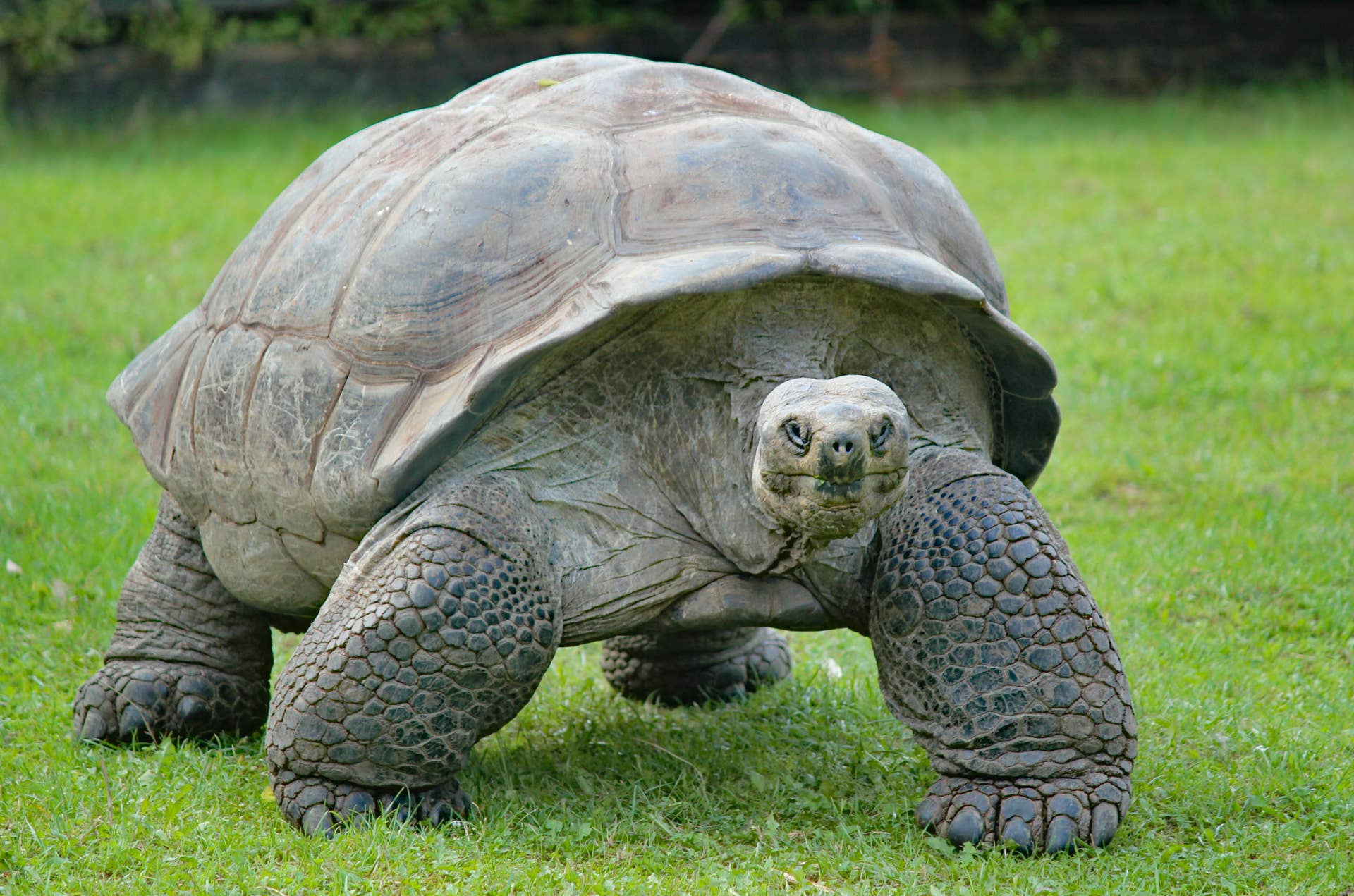 100-Year-Old Galápagos Tortoise 'Attends His First Concert,' and the Video Will Warm Your Heart