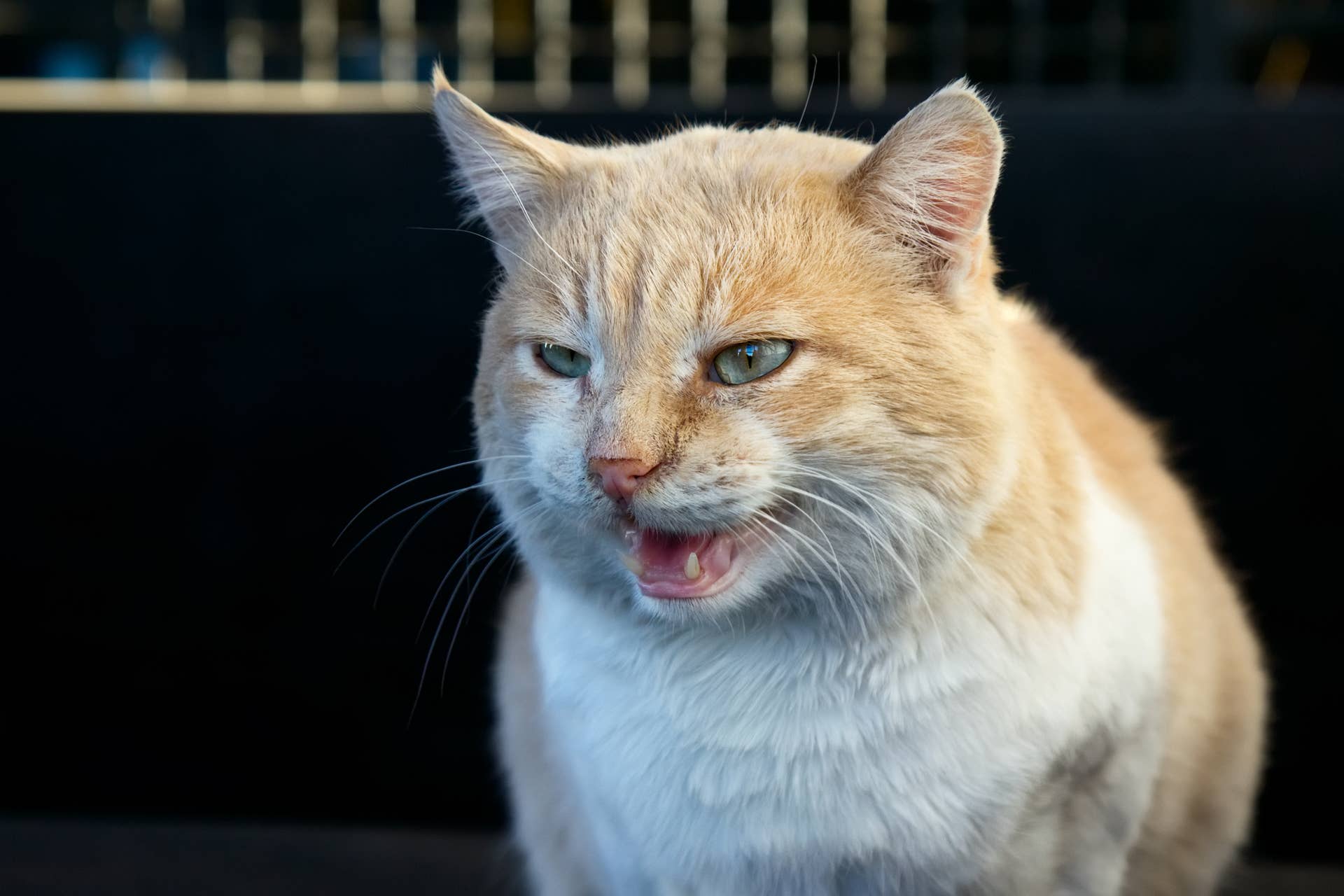 Fearless Orange Cat Takes on 10 Dogs and Somehow Wins - PetHelpful