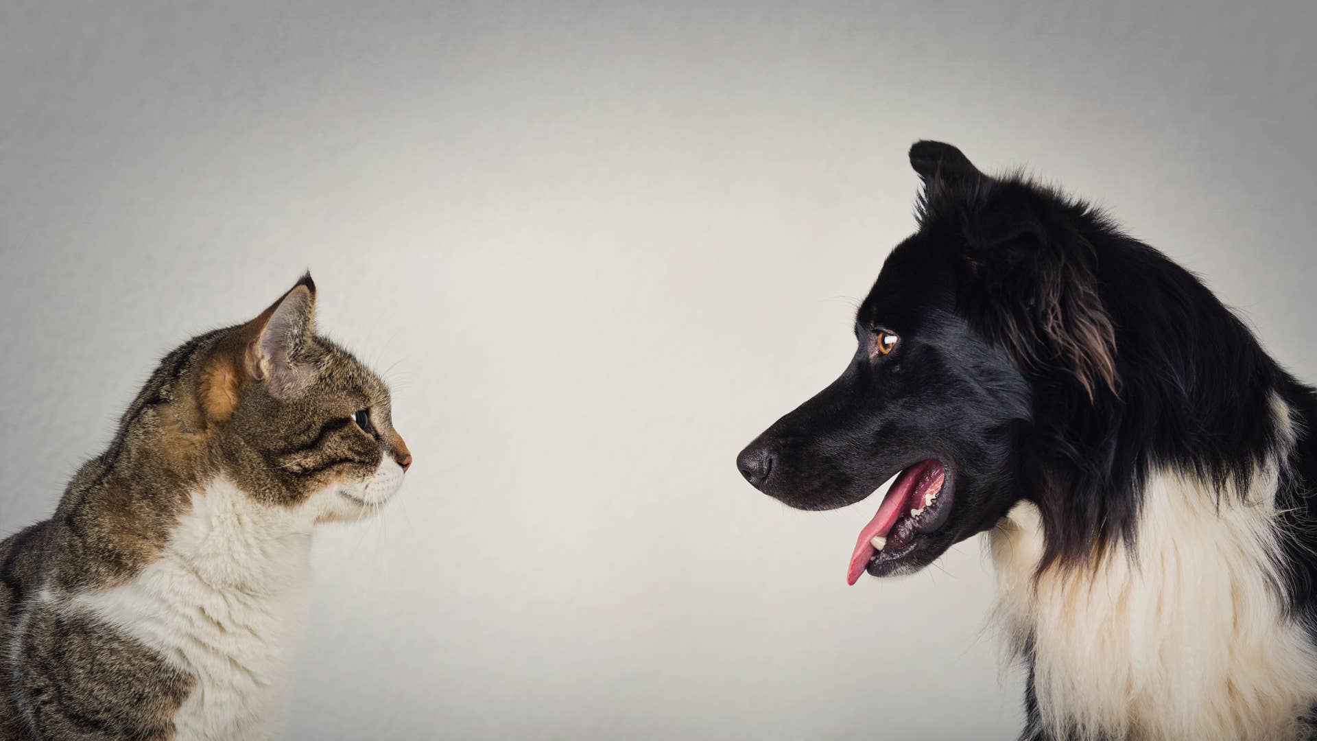 dog-picks-a-fight-with-cat-and-immediately-regrets-his-decision