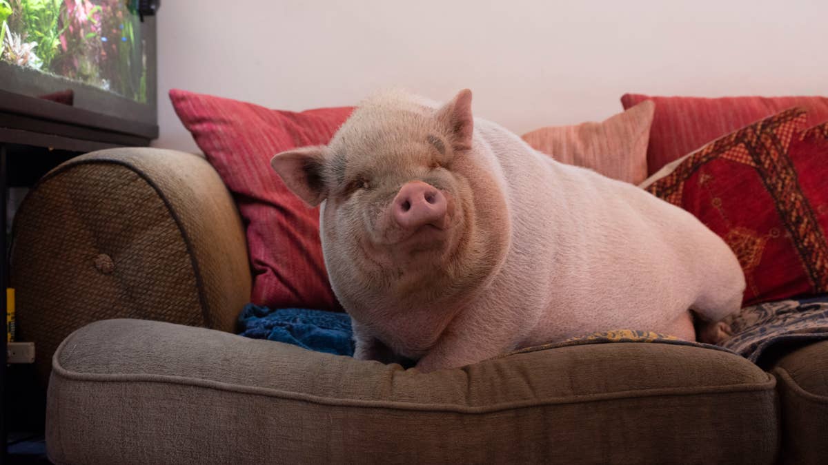 Pig's Overjoyed Zoomies When She Sees Her New House for the First Time Are Everything