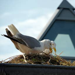 Love Birds but Hate Their Nests on Your Roof? Here's What To Do