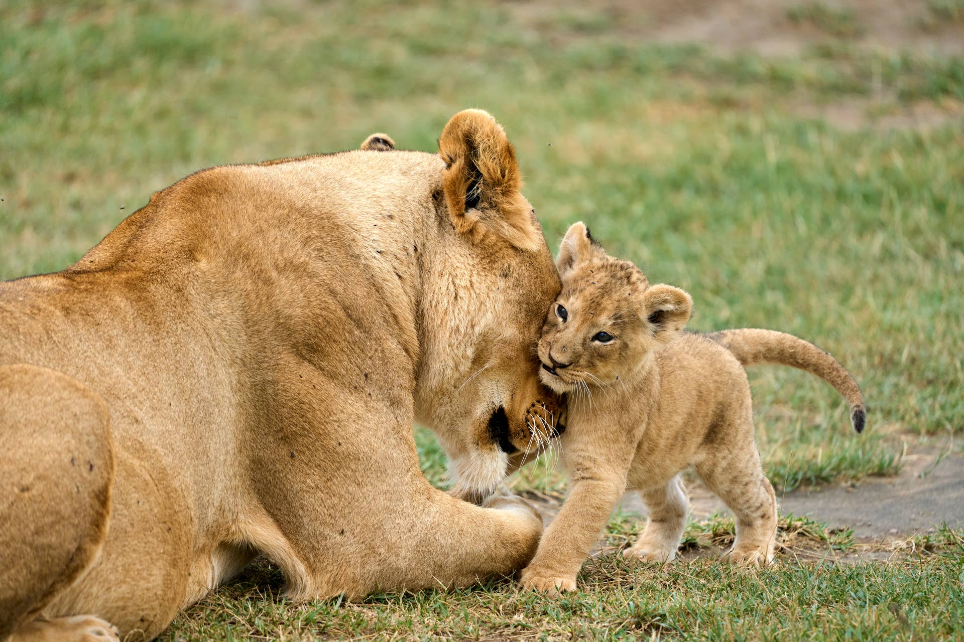 Sassy Lion Cub Is Driving Mom Crazy, and Dad Isn't Safe Either - PetHelpful