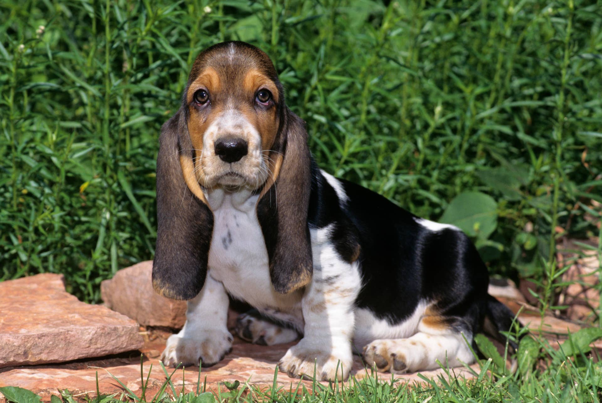 puppies i love basset hounds