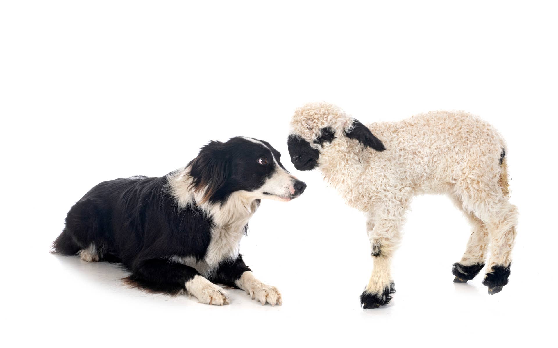 Border Collie Adopts Orphaned Baby Lamb Like A Single Mom Who Works Border Collie Adopts Orphaned Baby Lamb Like A Single Mom Who Works