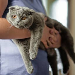 Are Scottish Folds Good Pets? Vets Reveal What Owners Should Know