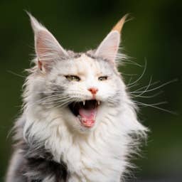 Why Does My Maine Coon 'Chirp' and Trill Instead of Meow?