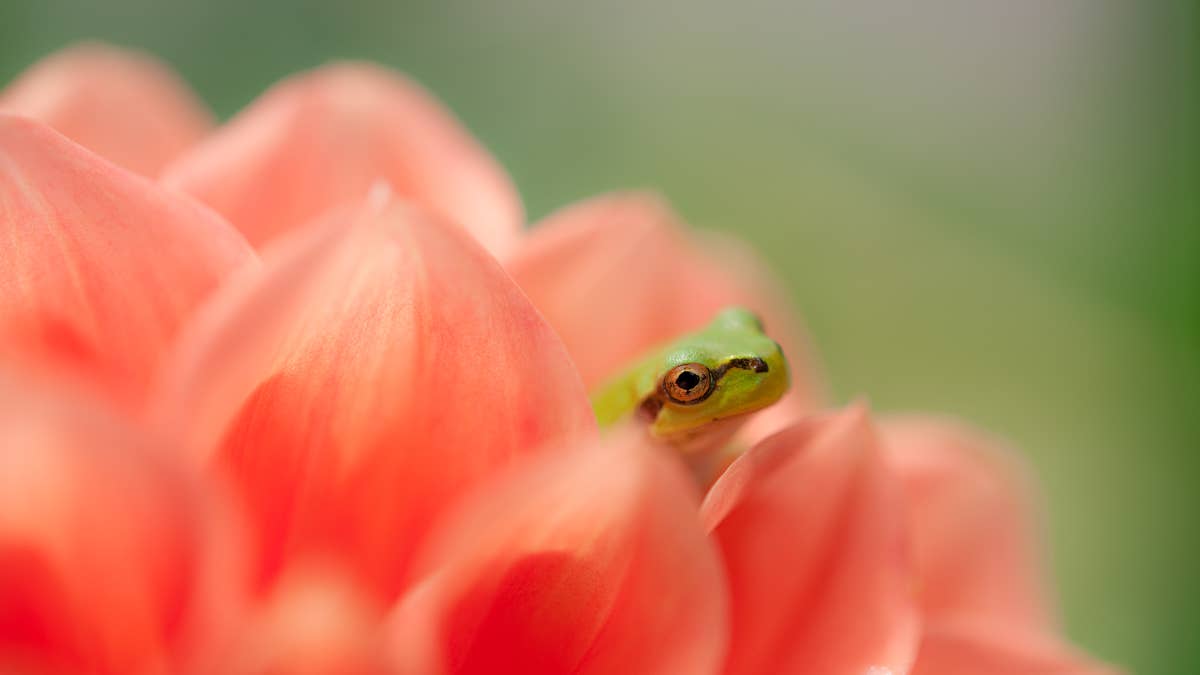 Gardener Finds Tiny Frogs Hiding in Her Dahlias, and It's Absolutely Delightful