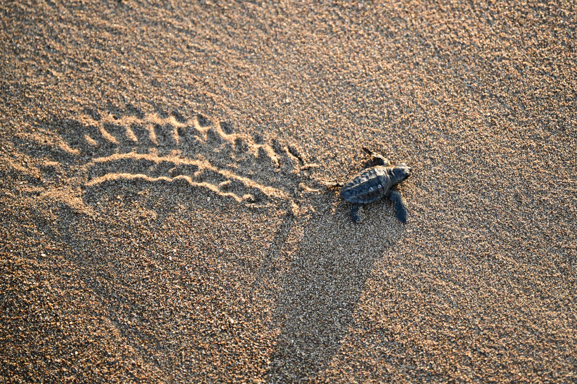 Turle Racing Woman Watches Dozens of Sea Turtle Hatchlings Race to Ocean - PetHelpful