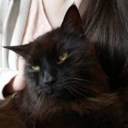 'Spicy' Maine Coon Cat Objects to Human's Pets: 'Don't Touch Me, Peasant'