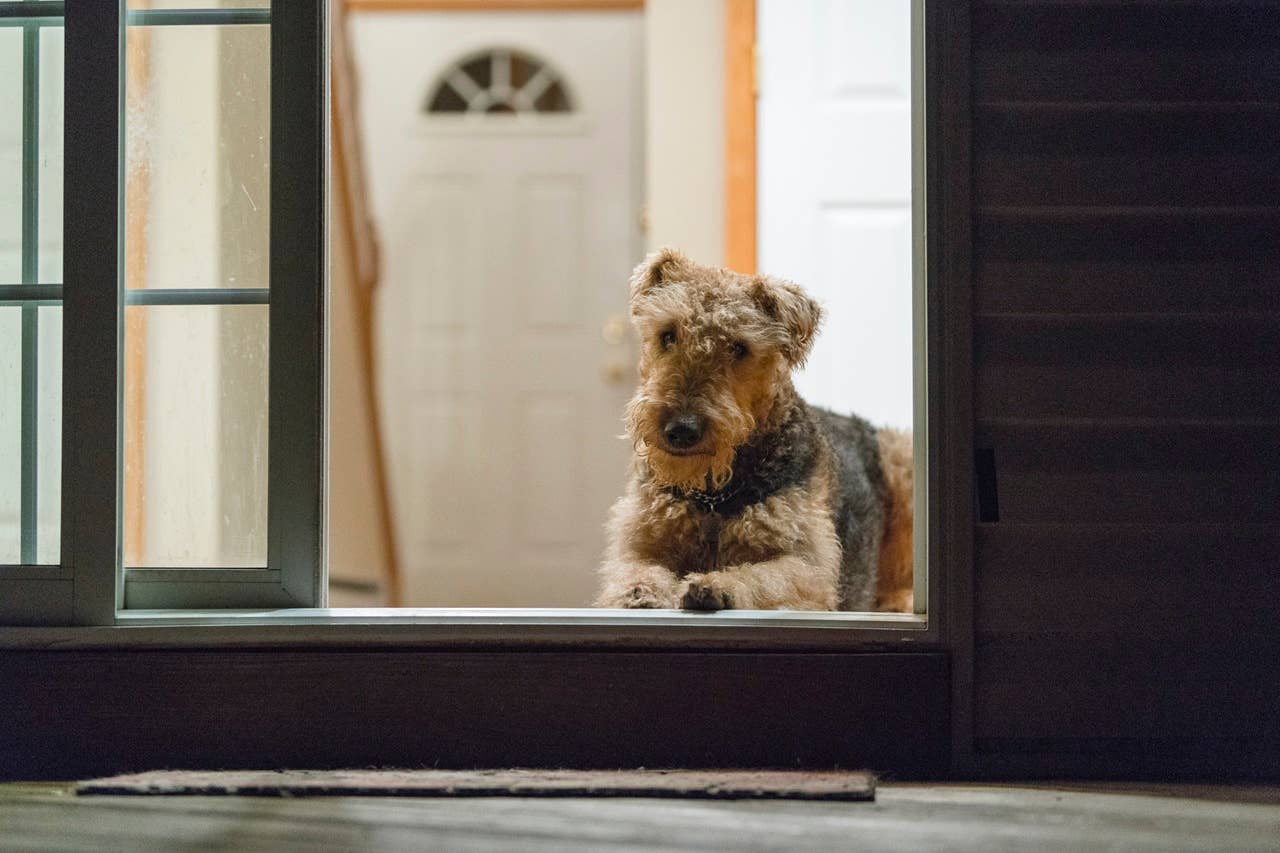If Your Dog Is Scared to Go Outside at Night, This Is Why, According to a Vet
