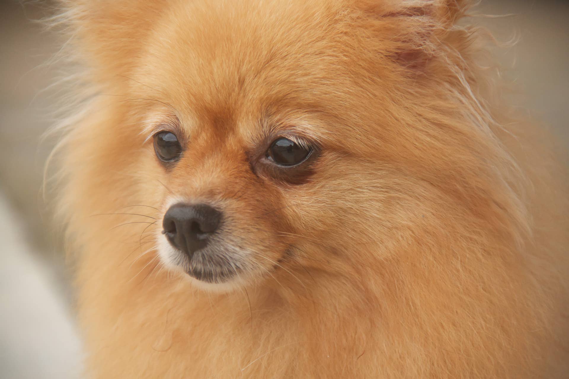 This Senior Pomeranian Is Reunited with His Family After Missing for Weeks: ‘I Have Tears’
