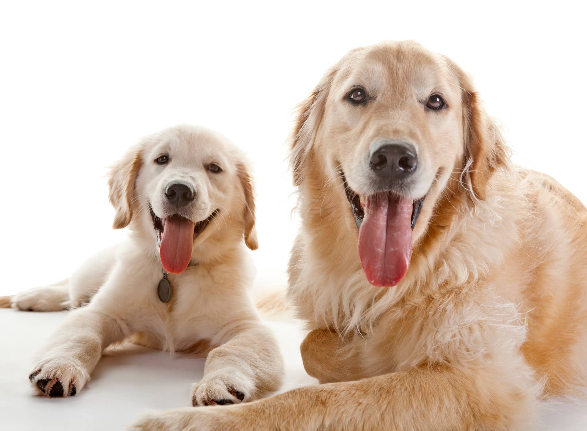 Golden Retriever Gets a New Baby Brother Who Has an Extra Special Family Connection