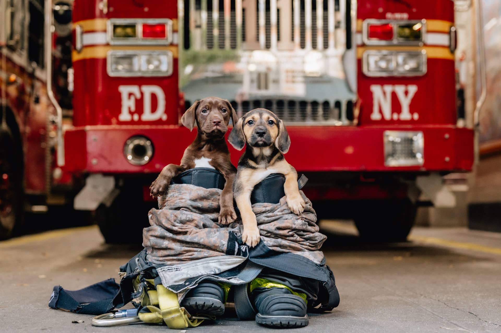 Mama Dog’s 15 Puppies Had a Vet Team Calling Firefighters for Backup ...