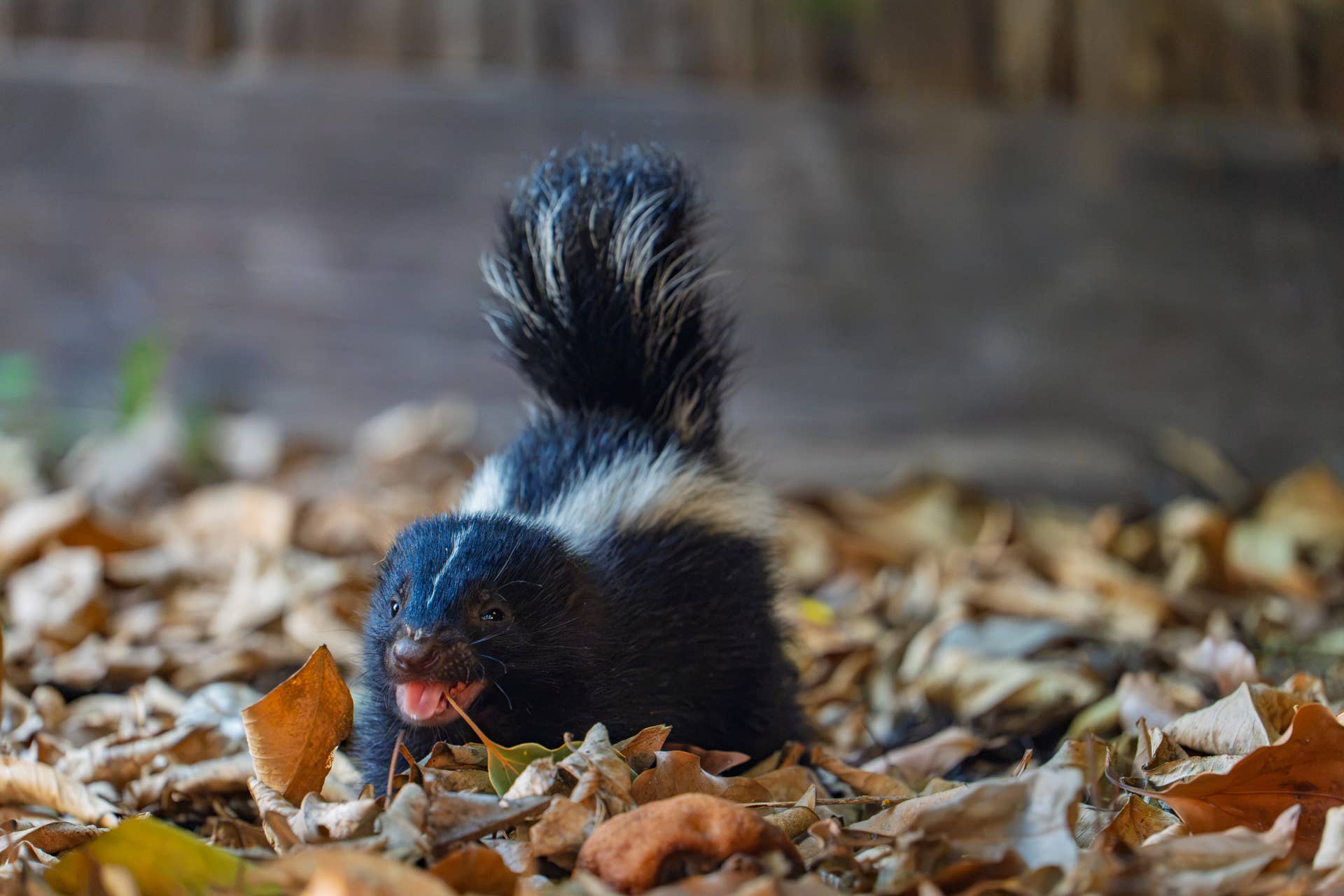 Police Officer Tries to Save a Skunk Stuck in a Jar, and the Video Is Chaotic