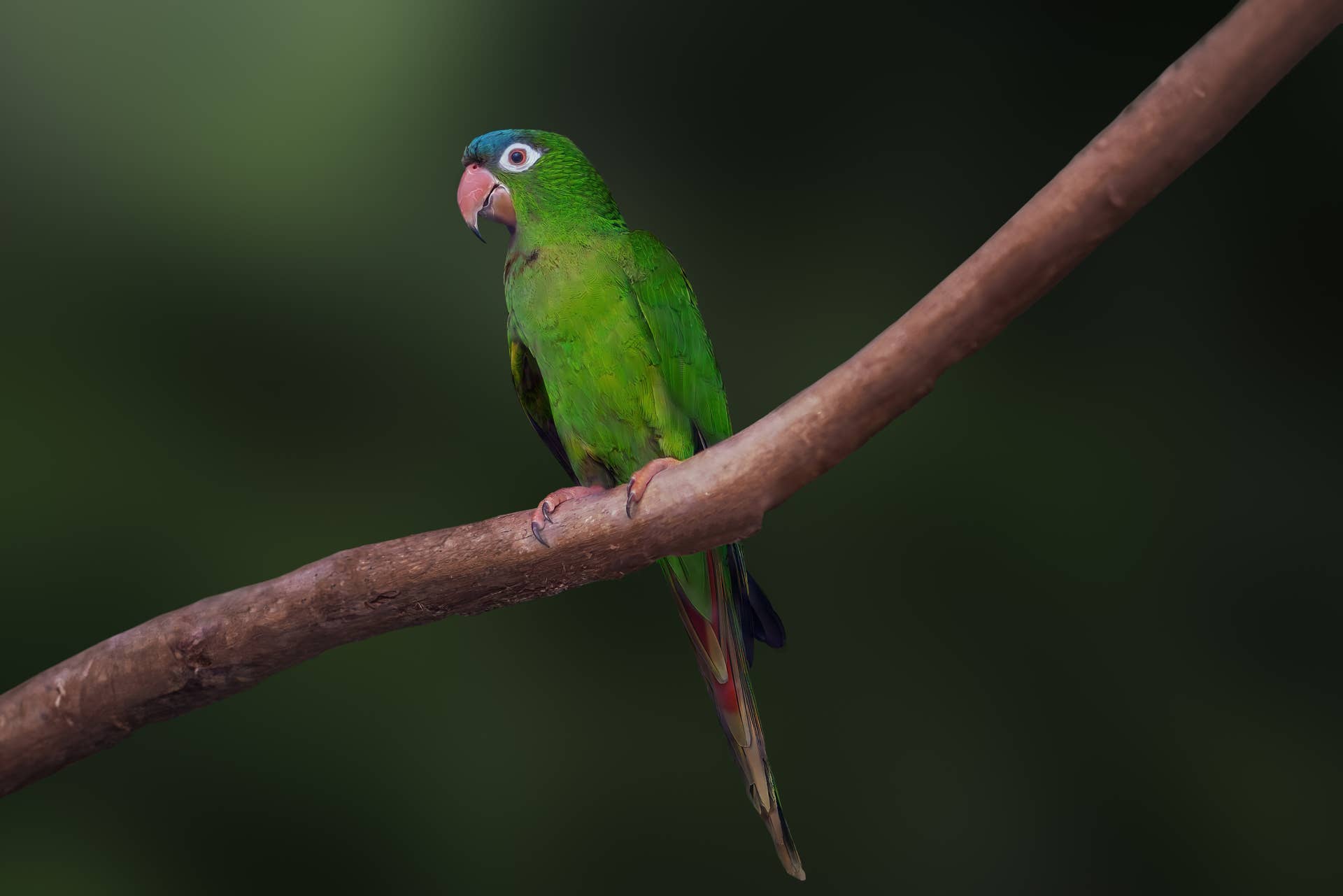 Adorable Parakeet Doesn't Want to Leave the Shower—No Matter What His Human Says