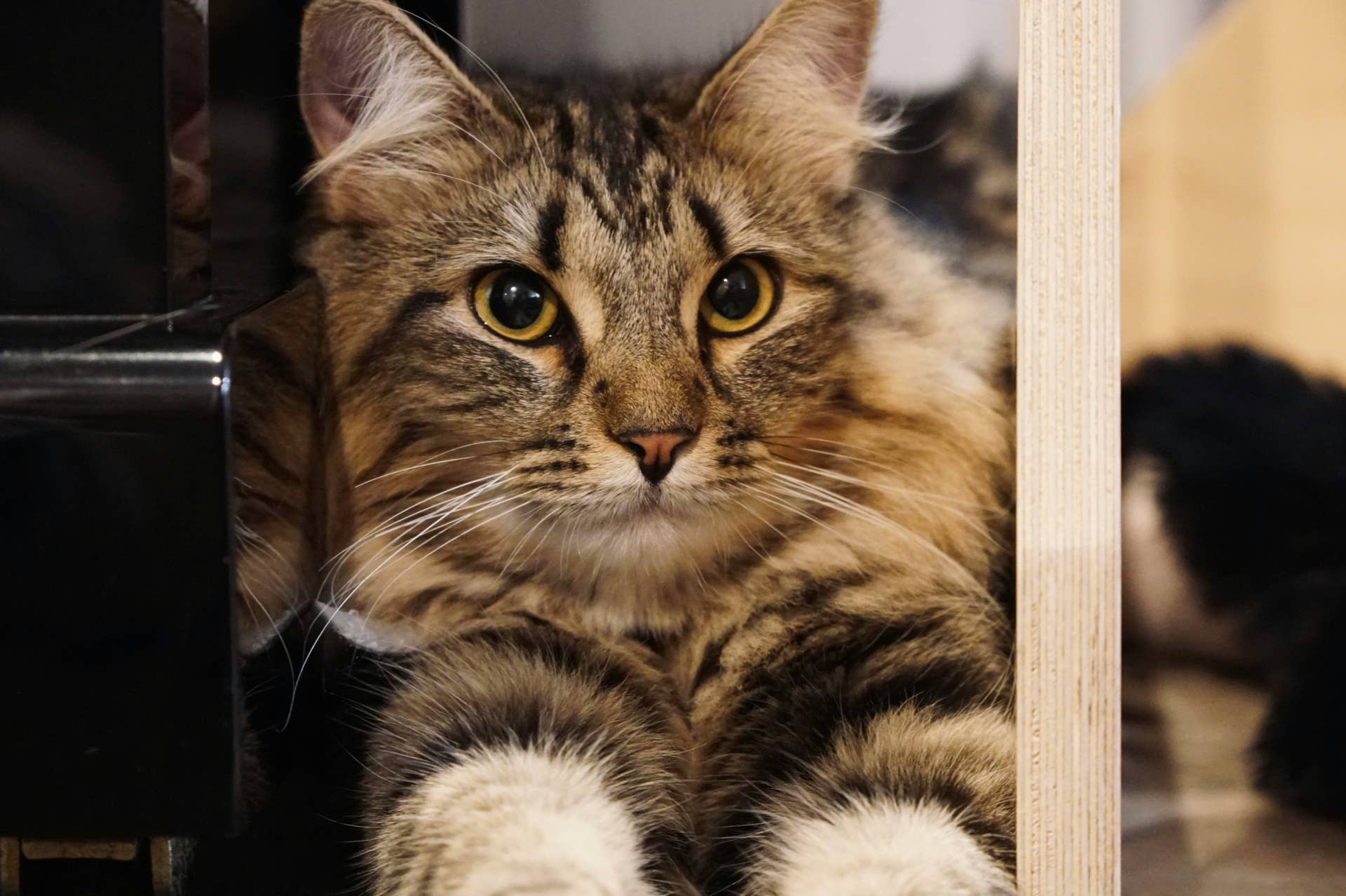 Playful Tabby Cats Have an Epic Box Party, and We're All Invited ...