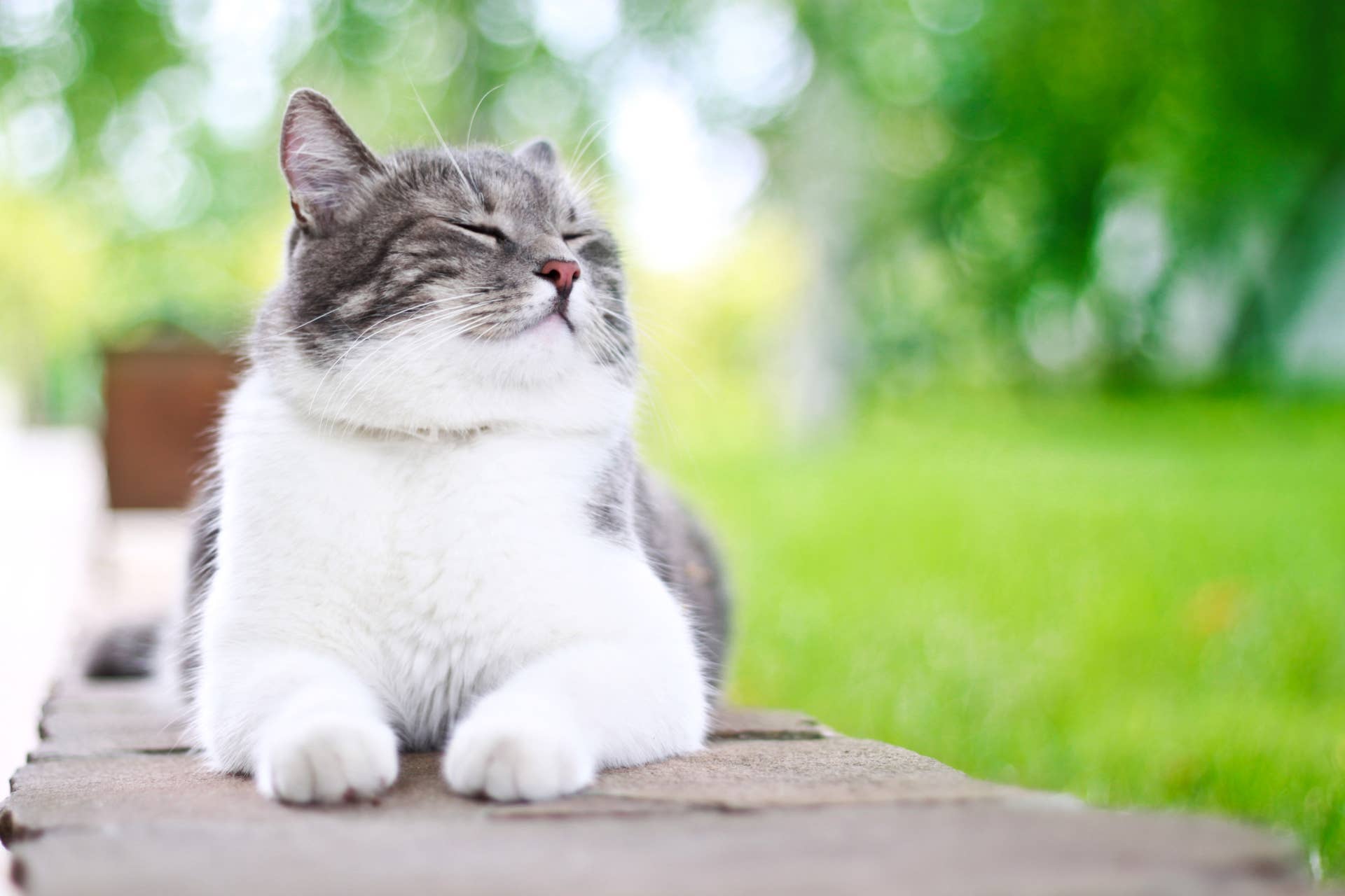 Sweet 'Angel' Cat Loses Her Mind Over a Delicious Treat, and We Can't ...