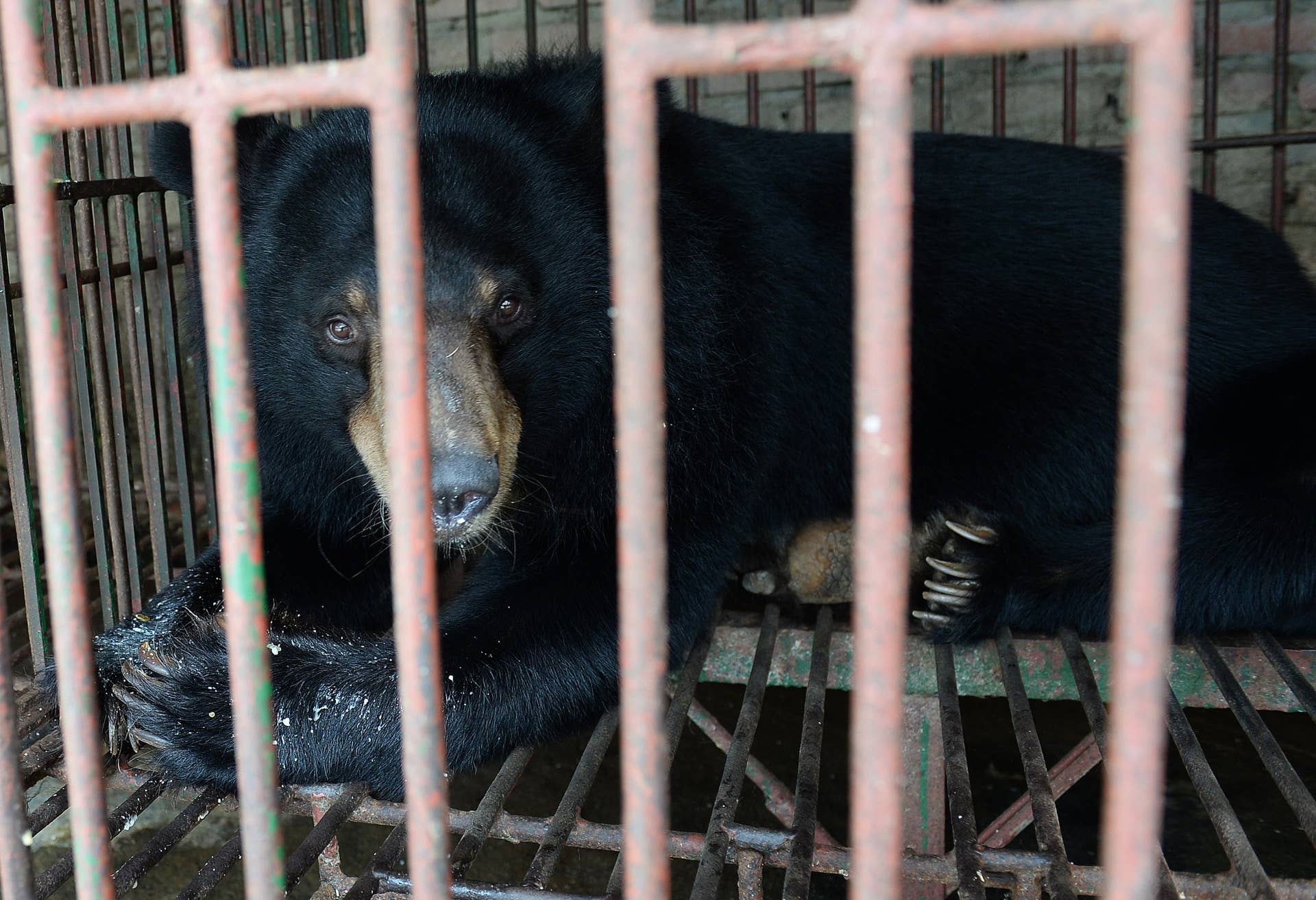 Moment 5 Rescued Bears Step Outside for the First Time After Living ...