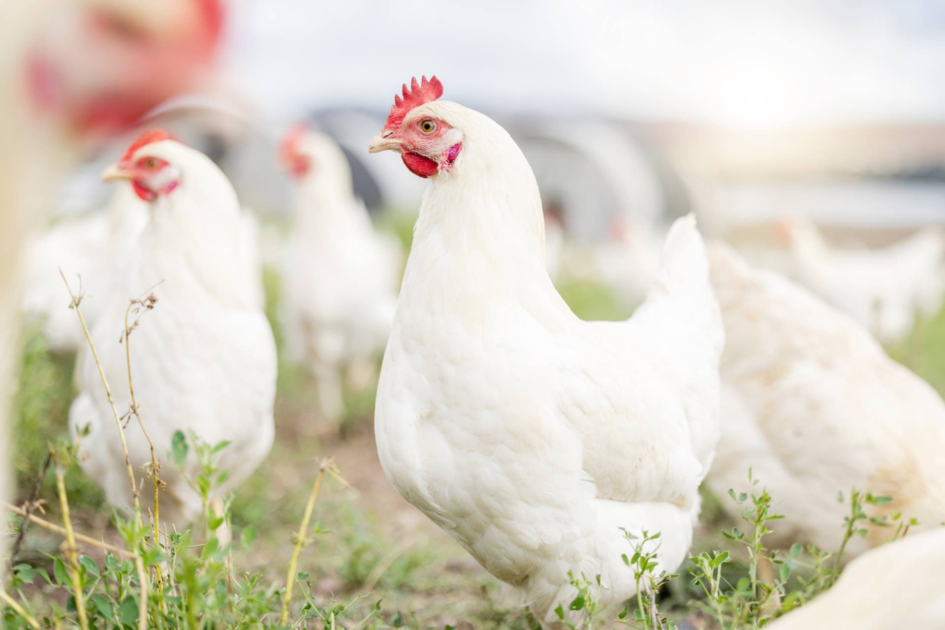 A Flock of Pet Chickens Startled an Amazon Driver So Badly That He ...