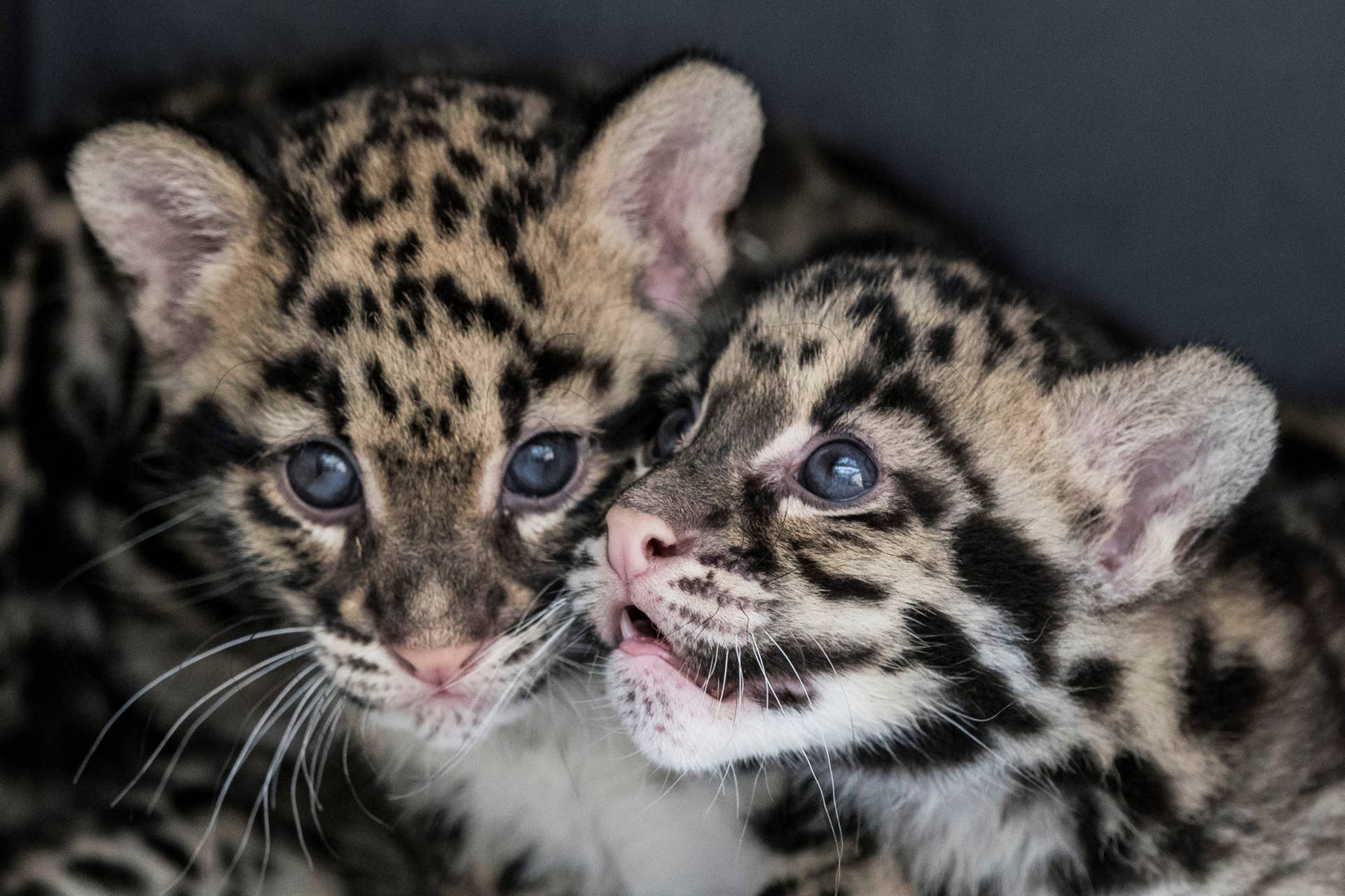 Orphaned Clouded Leopard Cubs in a Viral Video Have a Much Bigger Story ...