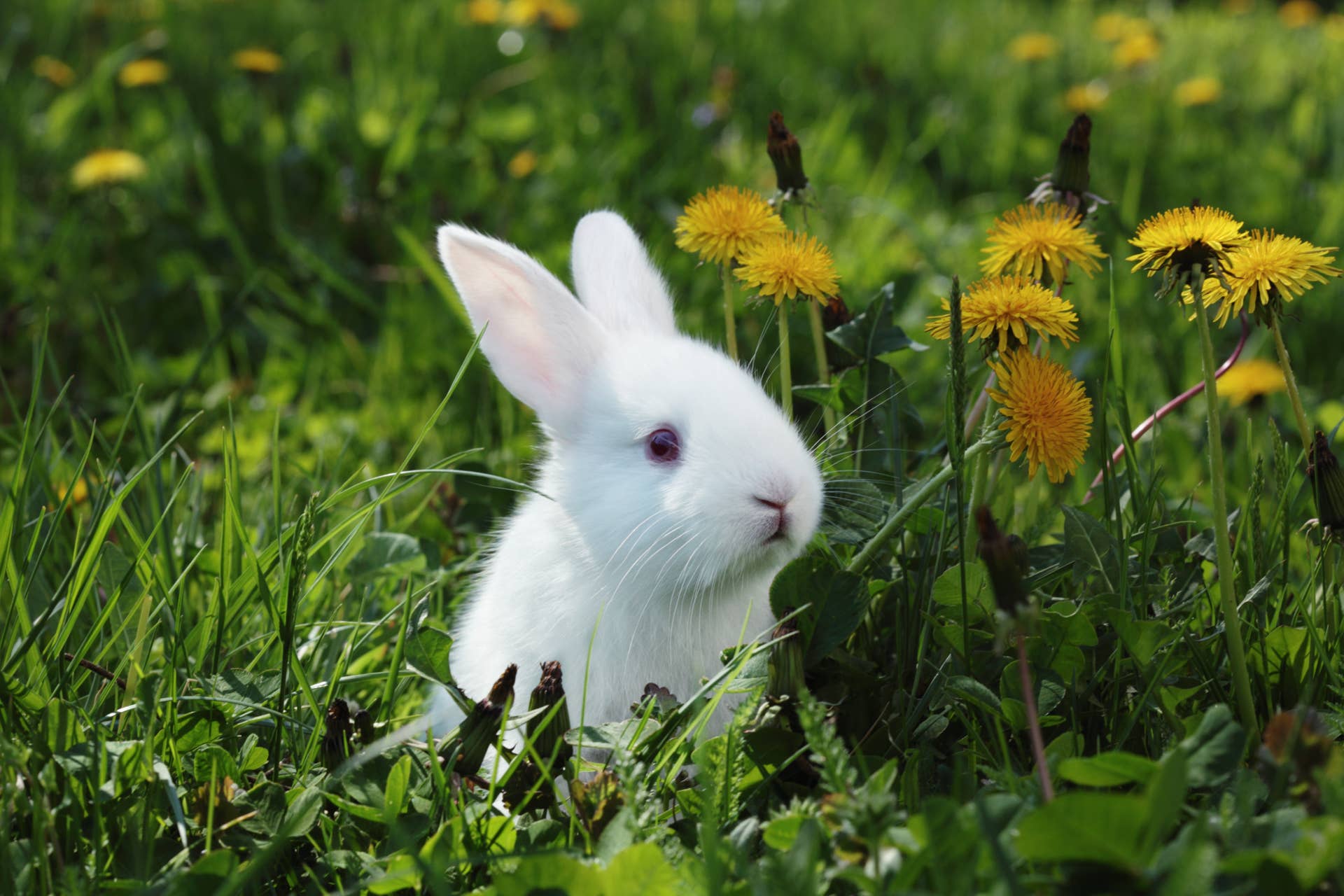 Baby Bunny's Ridiculously Floppy Ears Deserve Their Own Fan Club ...