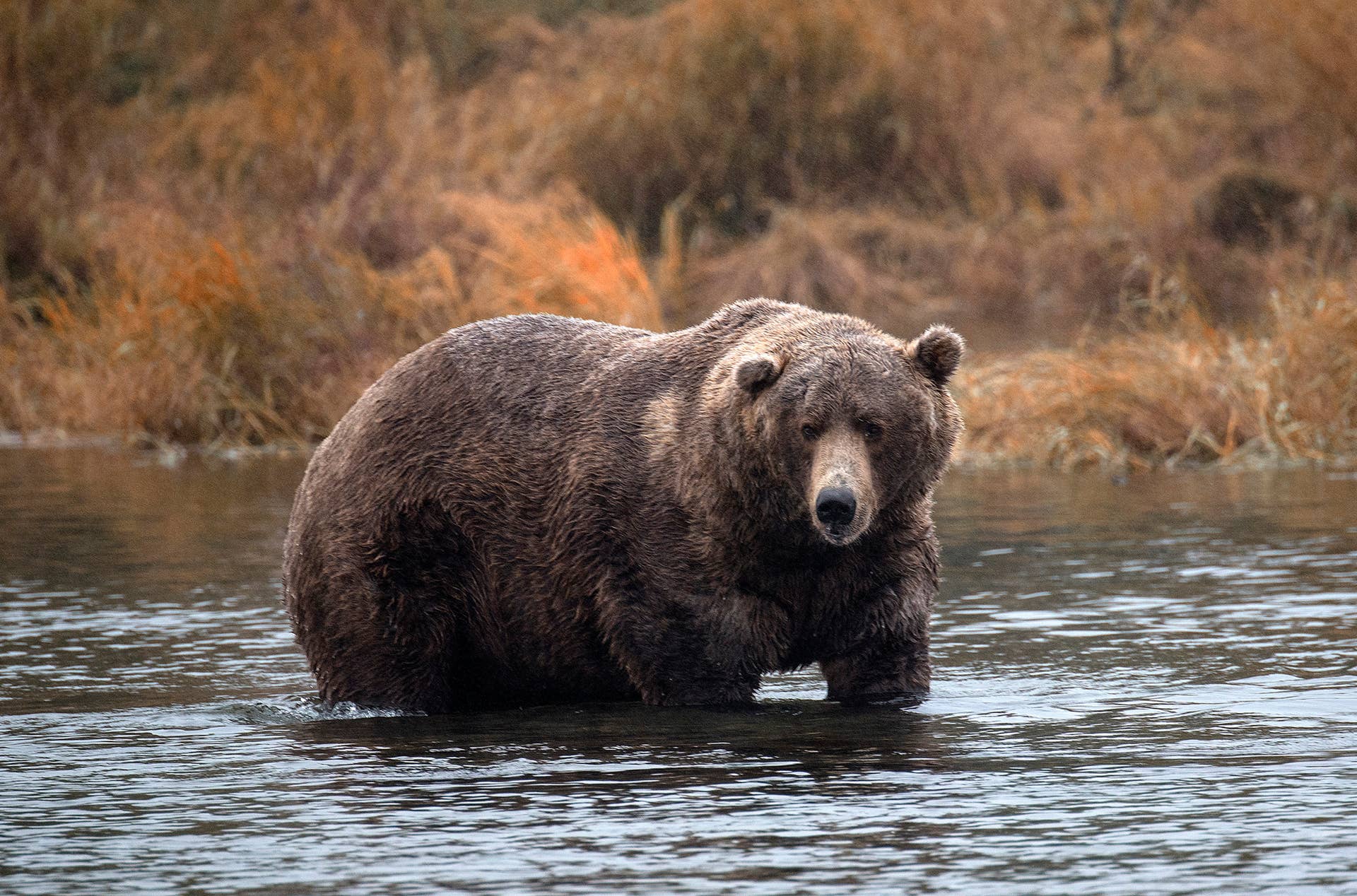 A Massive Brown Bear Just Won Fat Bear Week, But His Sweet Family ...