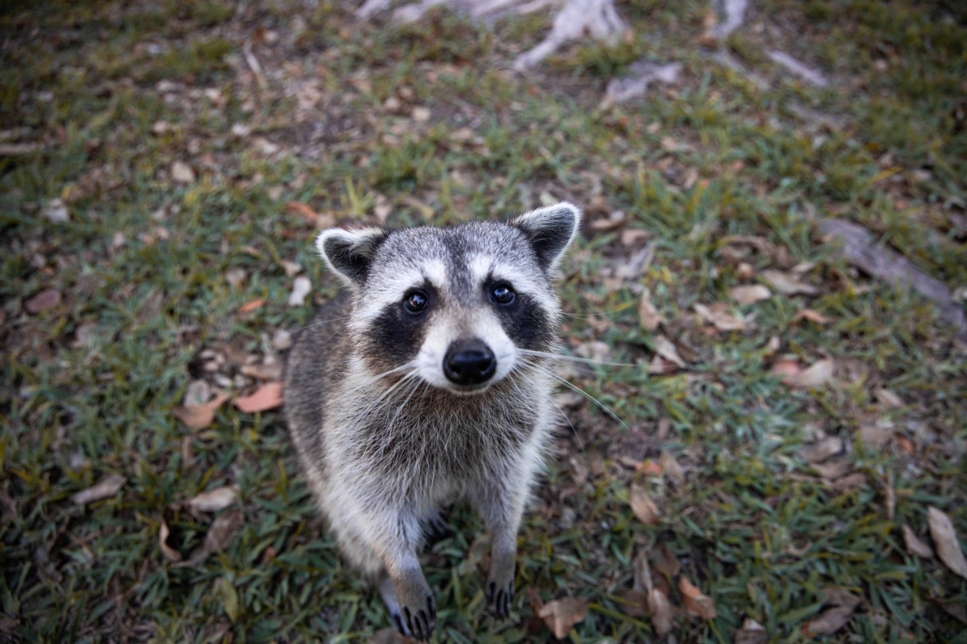 Raccoons Look Like Zombies Trying to Score a Free Meal - PetHelpful