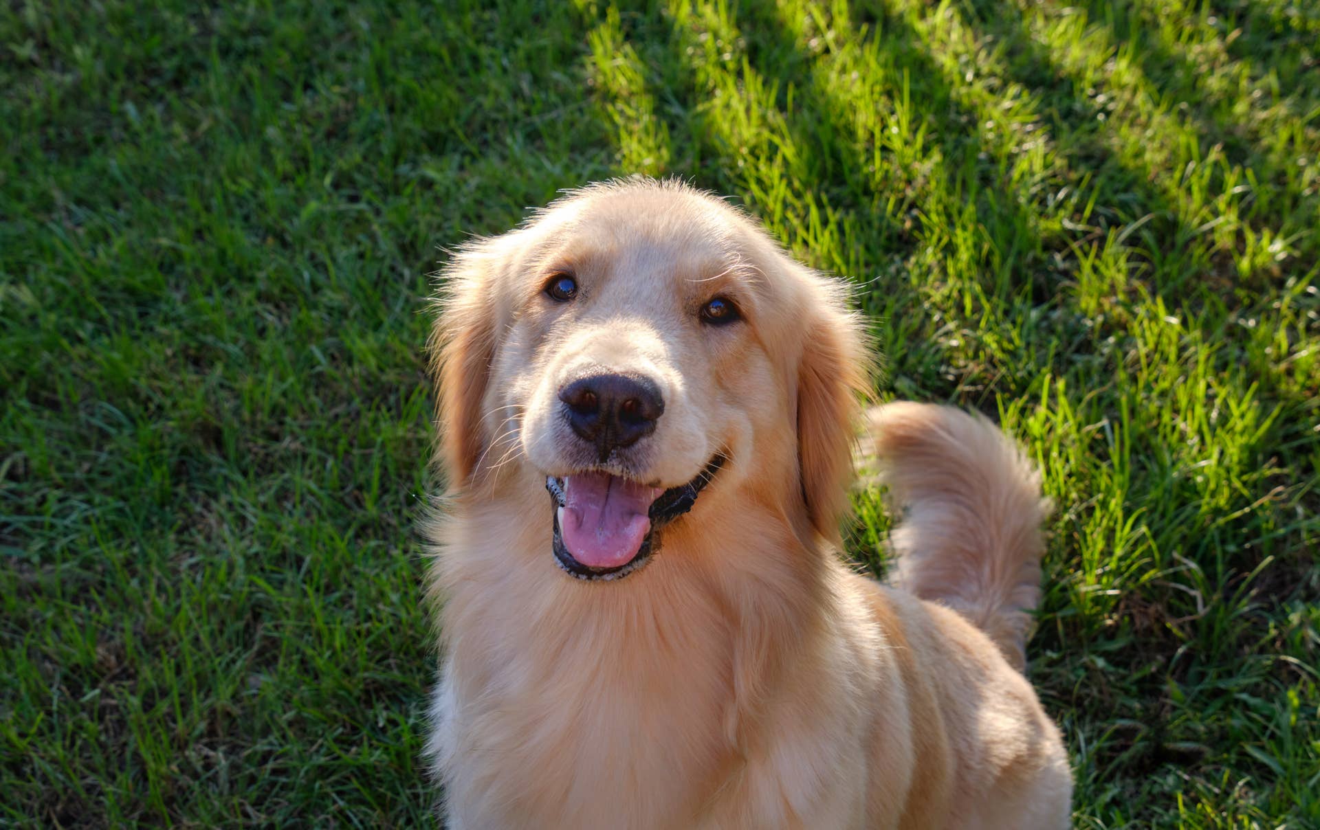 Golden Retriever Gets the Hops Over the Most Random Things, and It's ...