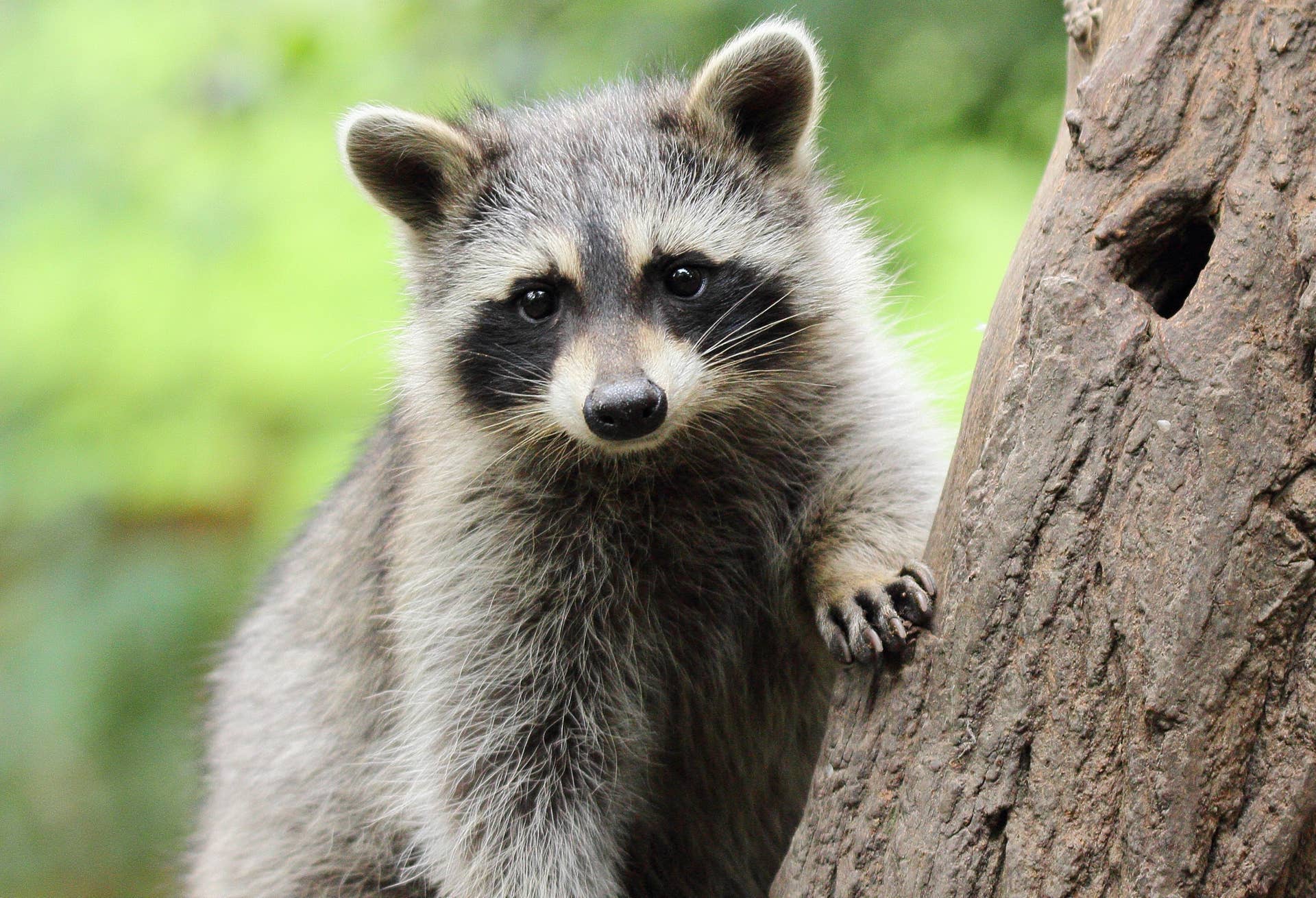 Raccoon Getting the Sweetest Scratches Looks Like She’s Never Felt More ...