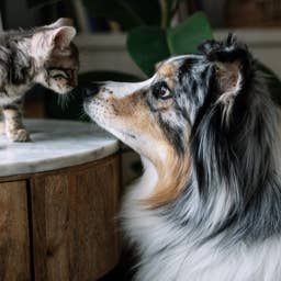 Your Dog or Cat May Not Understand “I Love You”—Here’s How to Show Them