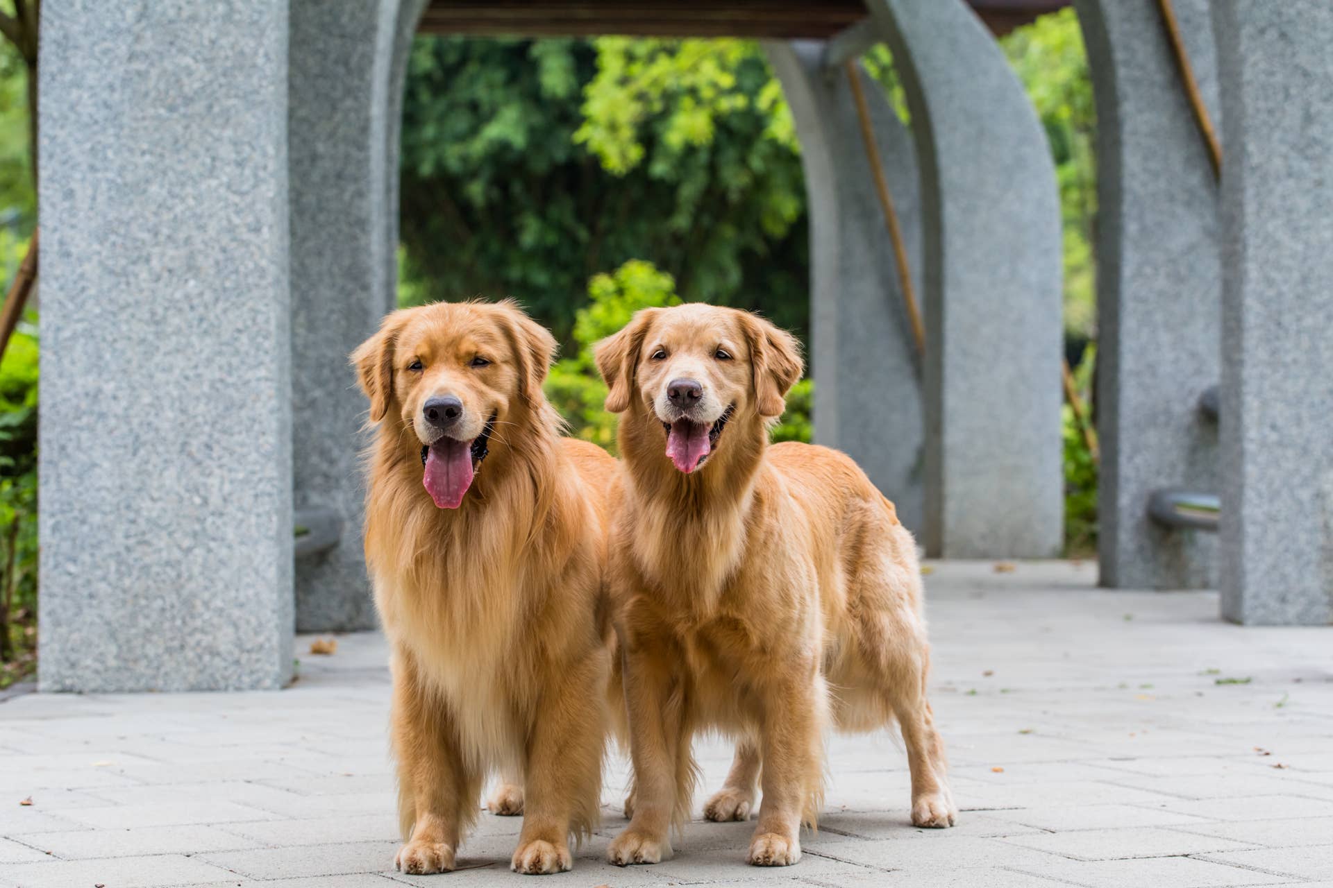 Sweet Golden Retrievers Run to Human Baby Sibling When He Cries ...
