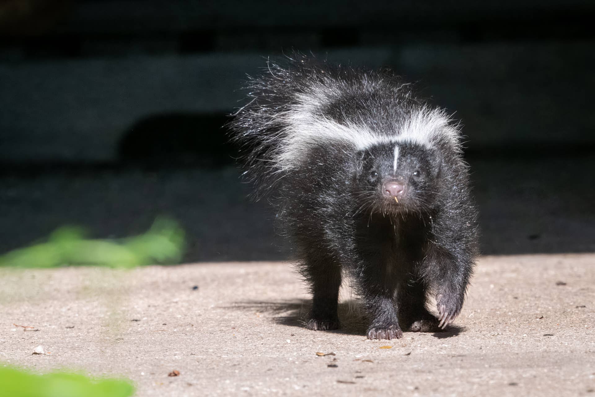 Five Skunks Skunk Gives Himself Away After Destroying Couch - PetHelpful