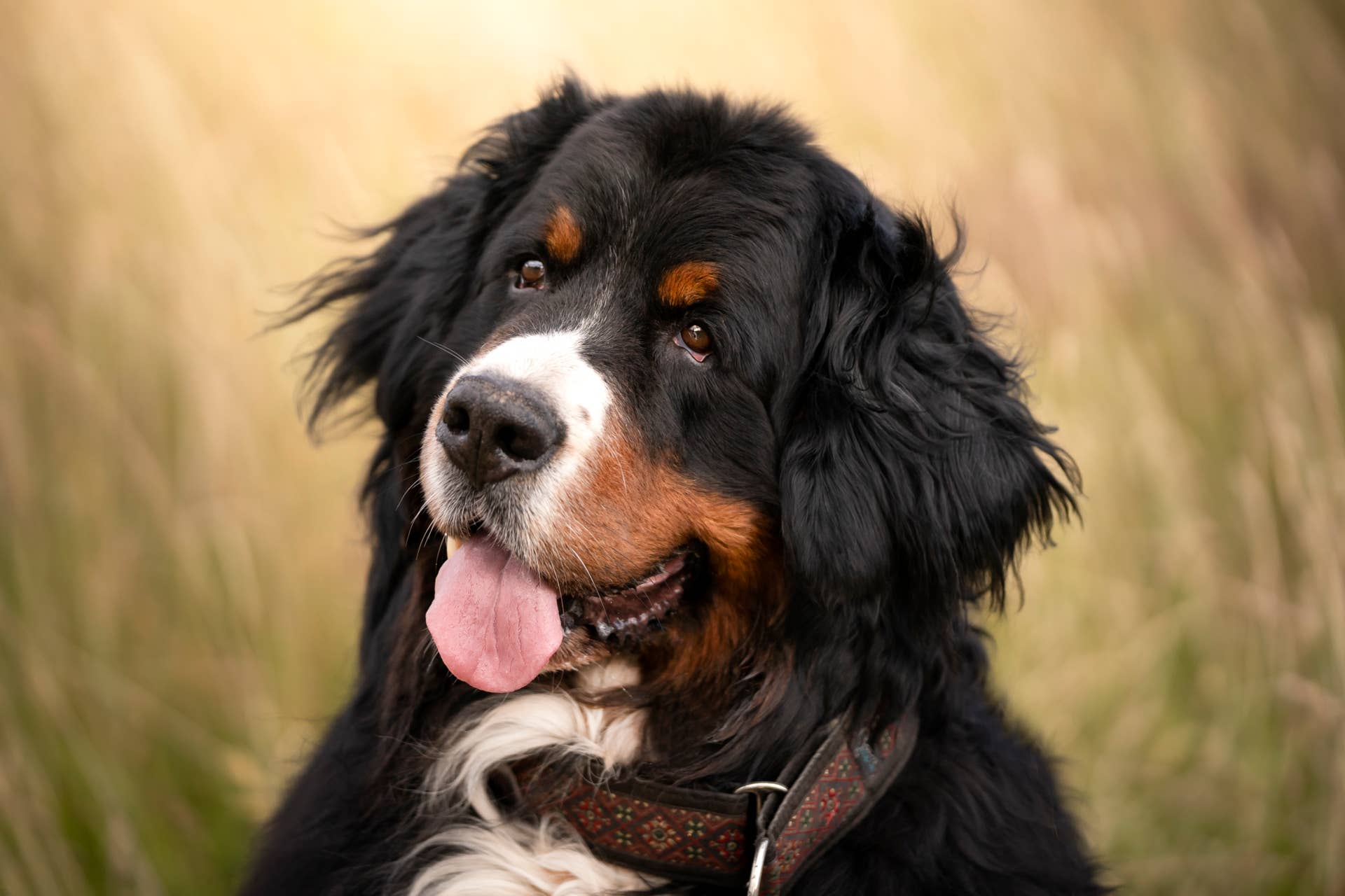 Berner Demands the Door Open but Refuses to Come In - PetHelpful